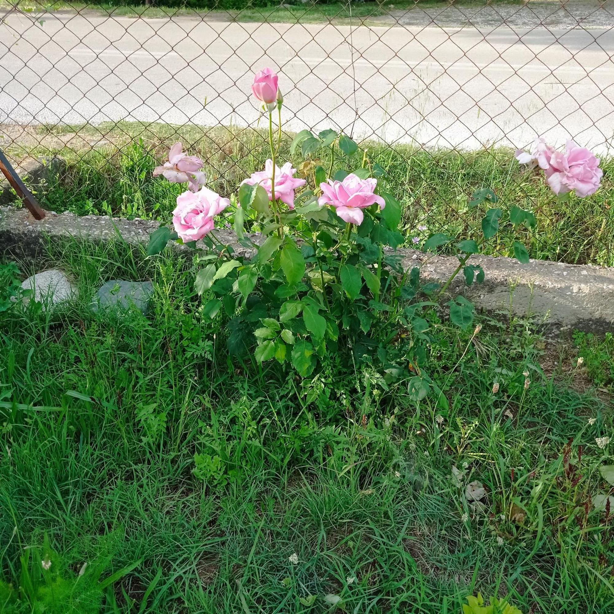 Asprovalta Rooms Kariotes Dış mekan fotoğraf